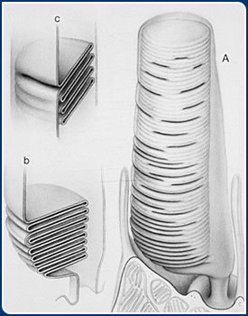 Outer Segment Discs