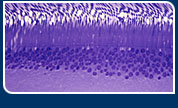 Photoreceptor Layer of the Retina